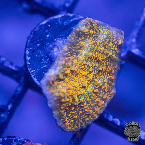 Varied Stellaria Chalice