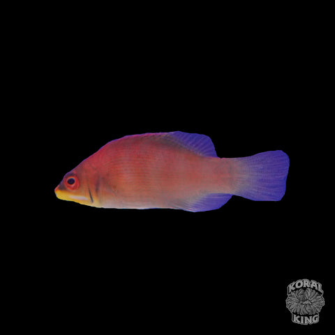 Striated Scarlet Wrasse - Koral King