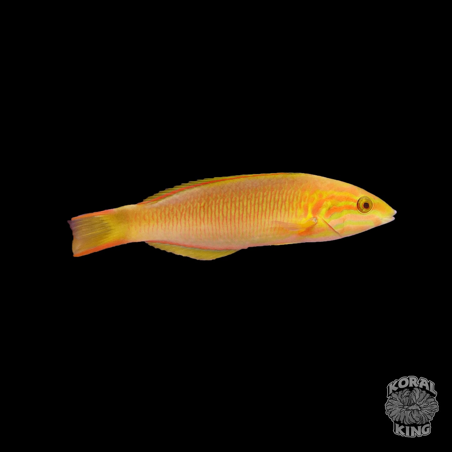 Sunset Wrasse - Koral King
