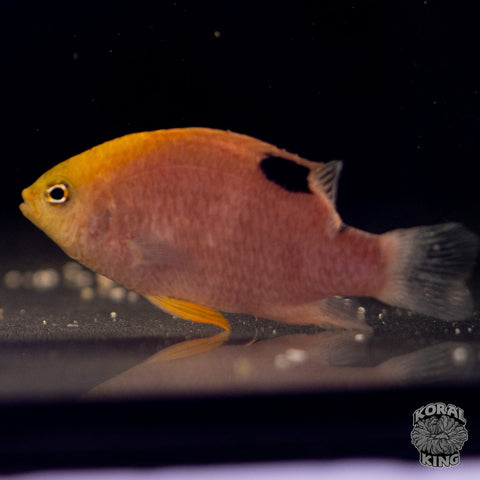 Talbot's Damsel