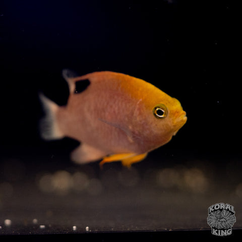 Talbot's Damsel