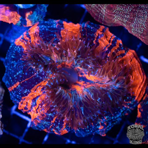 Eclipse Ember Acantho