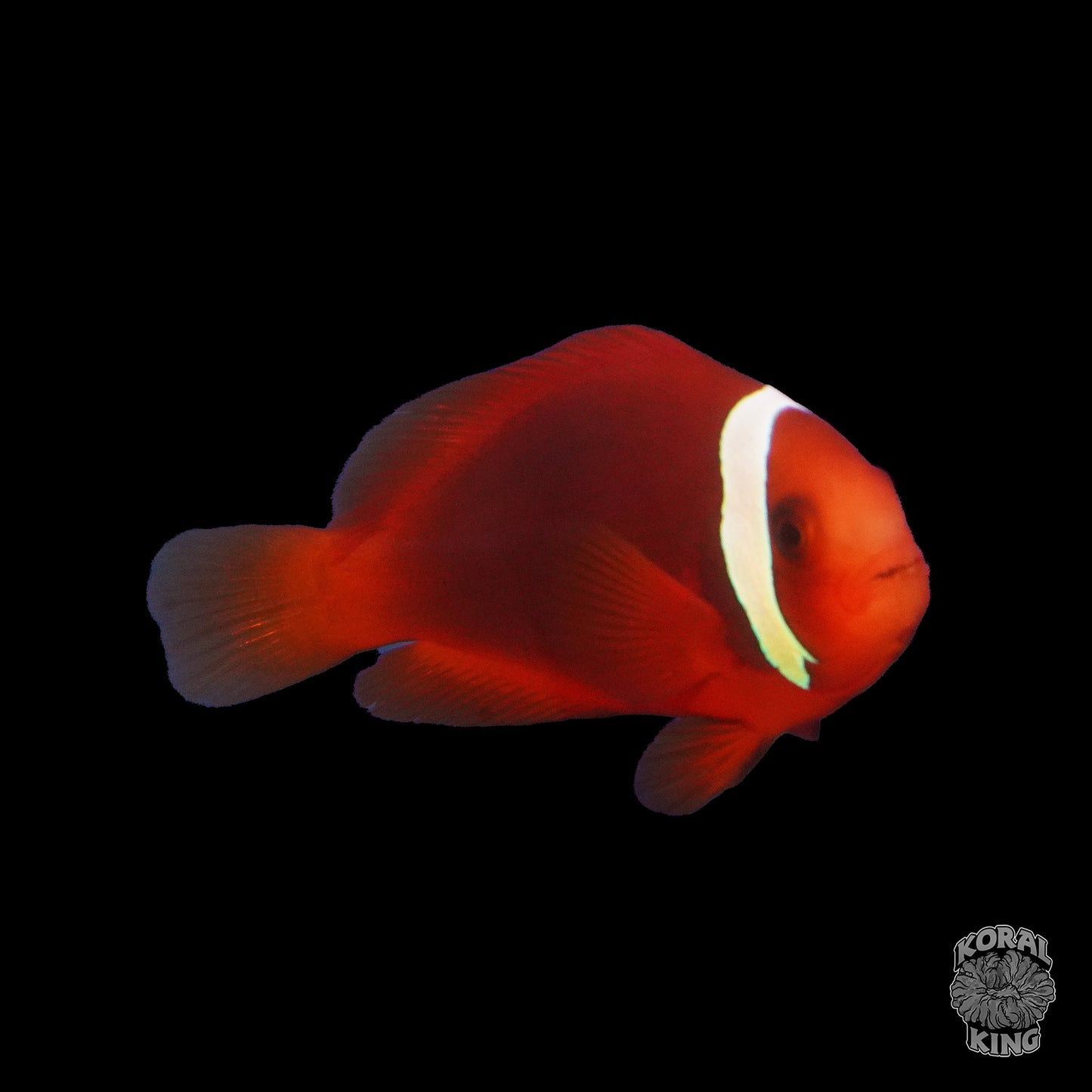 Tomato Clownfish - Koral King