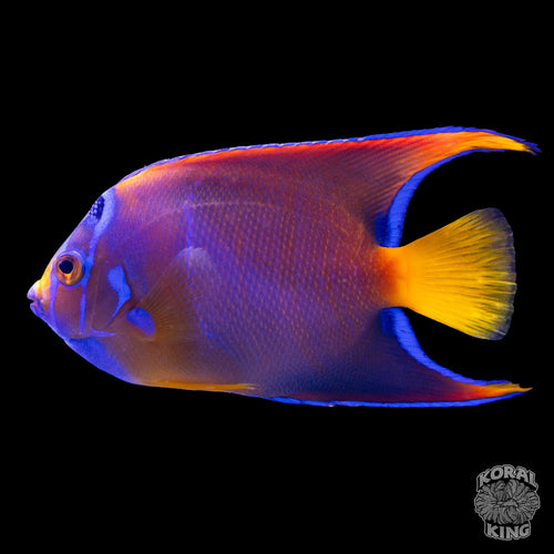 Townsend Angelfish