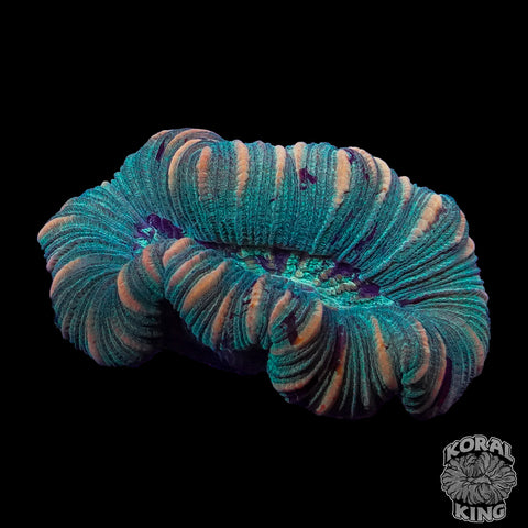 Orange Rim Trachy – Koral King