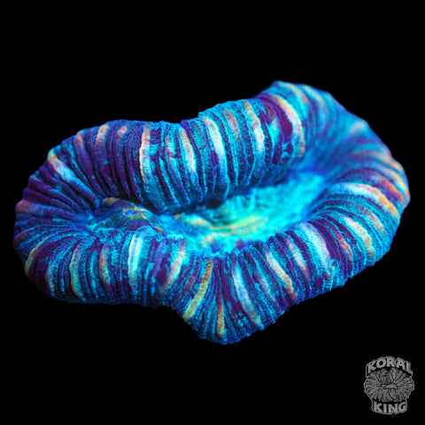 Mini Trachy on Frag Plug (Auction)