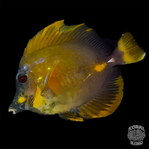 Tri Color Blue Face Koi