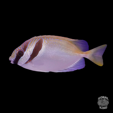 Two Bar Rabbitfish – Koral King