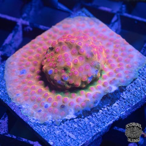 Ultron Favia Coral