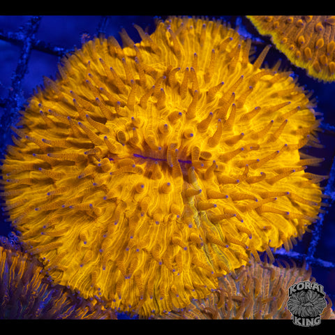 Ultra Orange Plate