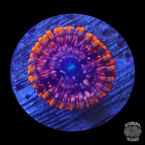 Cinder Zoa