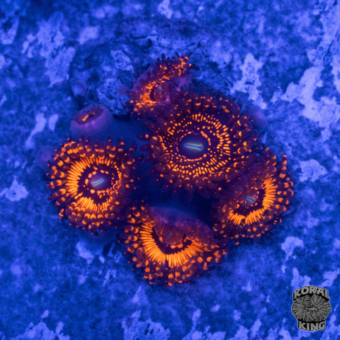 Utter Chaos Zoa