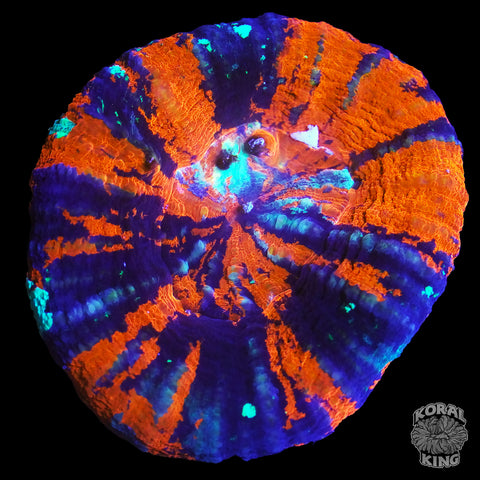 Gator Warpaint Scoly