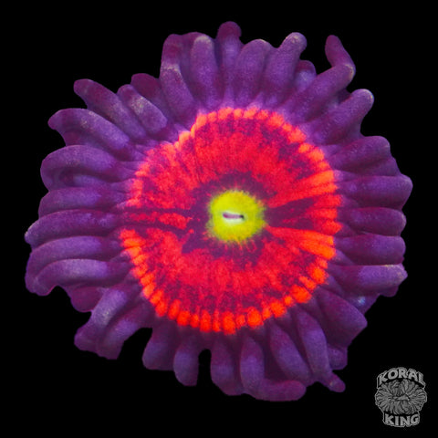 Everlasting Gobstopper Zoa