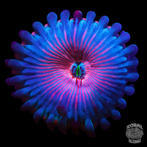 White Zombie Zoa (Auction)