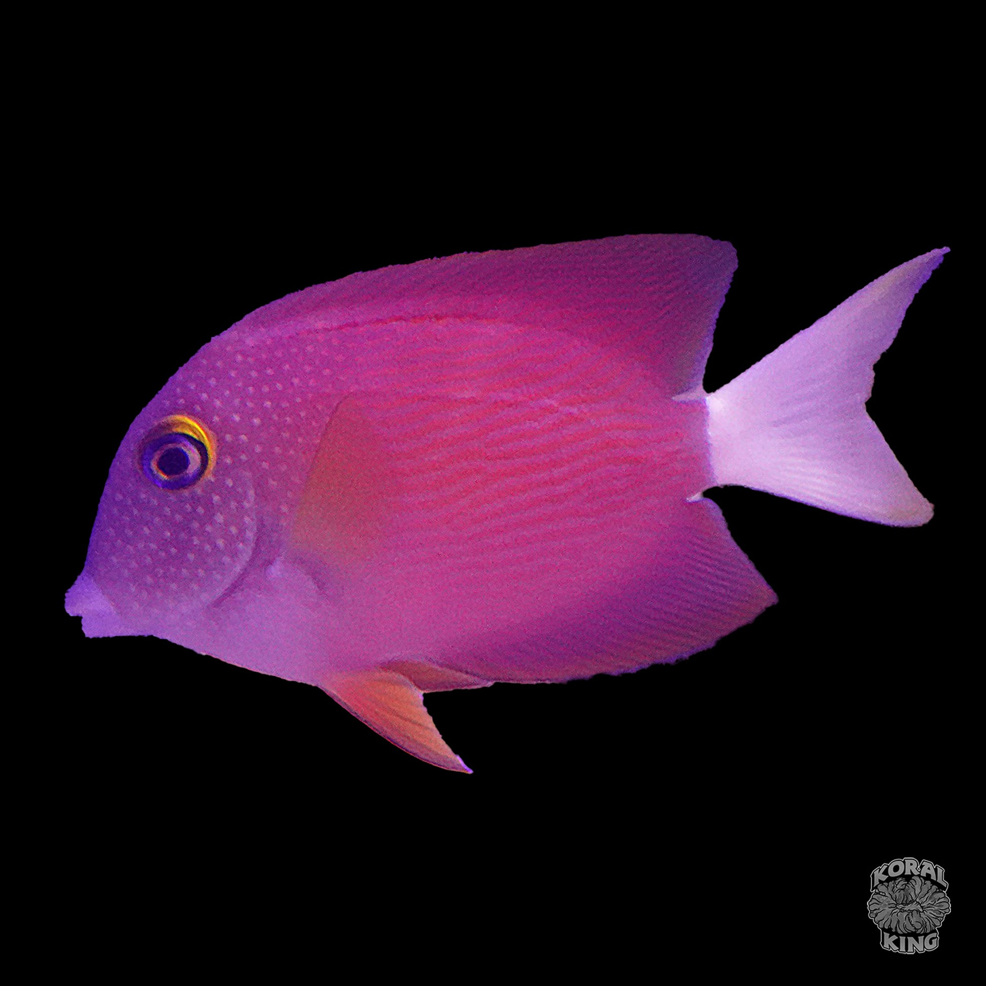 Whitetail Bristletooth Tang- Koral King