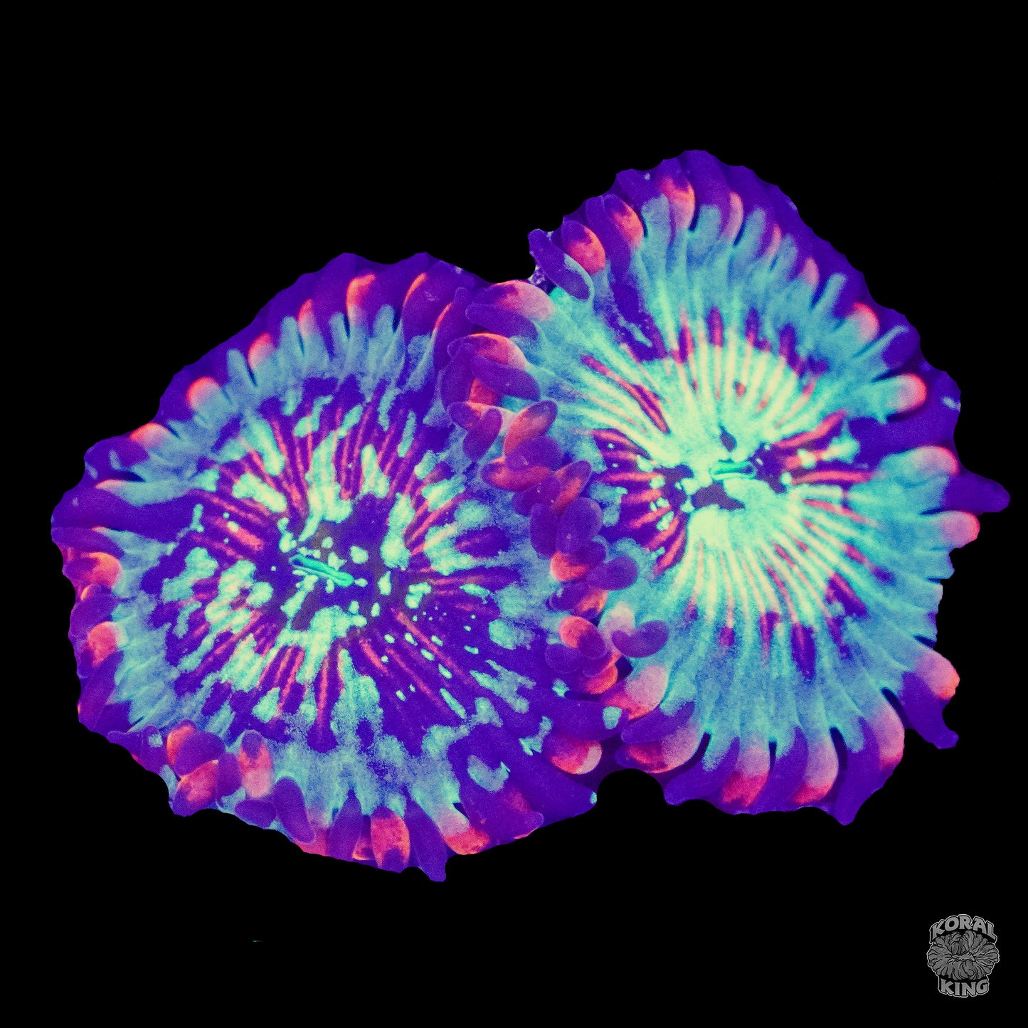 White Zombie Zoa - Koral King