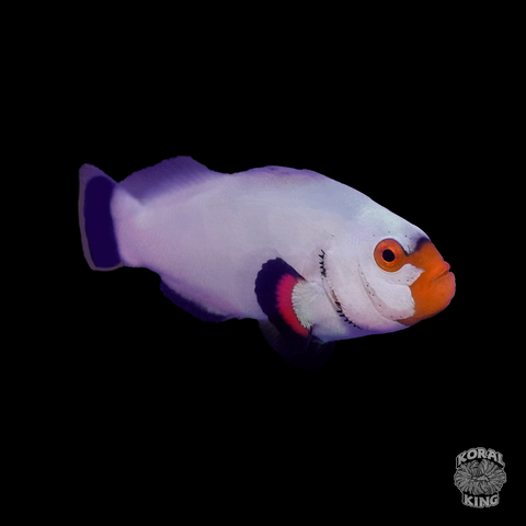 Wyoming White Clownfish - Koral King