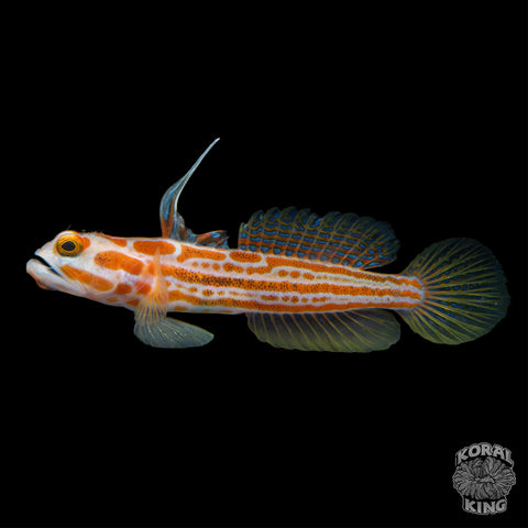 Yashia Goby