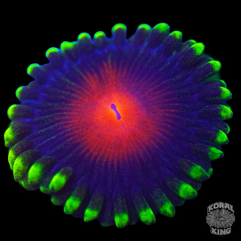 Yellow Brick Road Zoa (Auction)
