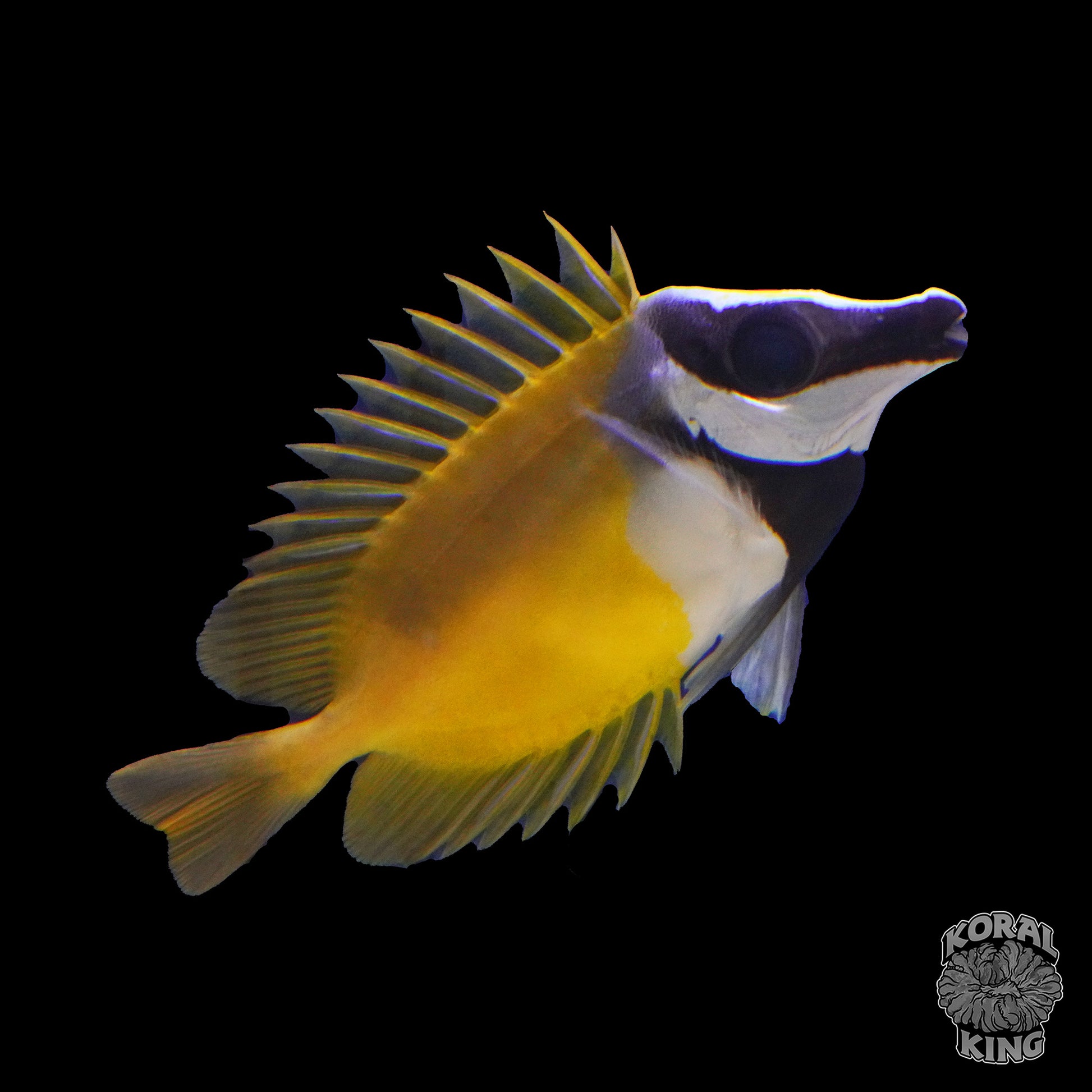 Yellow Foxface Rabbitfish - Koral King