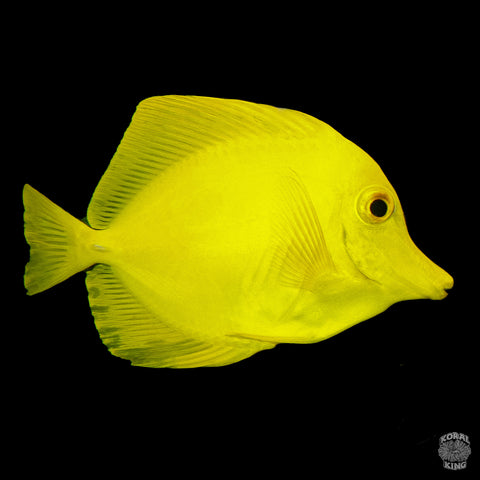 Yellow Tang- Koral King