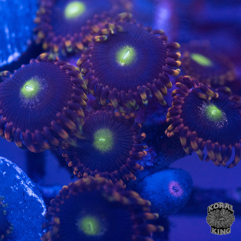 KK Grim Reaper Zoa