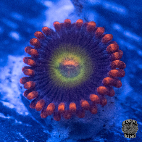 Eagle Eye Zoa