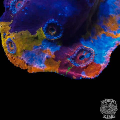 Cosmic Meltdown Chalice Colony