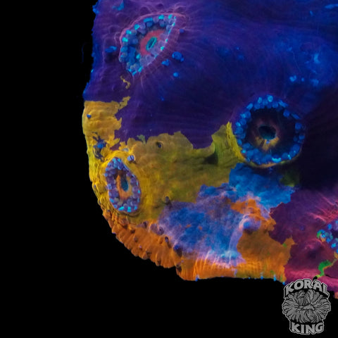Cosmic Meltdown Chalice Colony
