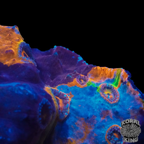 Cosmic Meltdown Chalice Colony