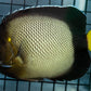 Red Sea Angelfish - Koral King
