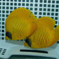 Pair of Golden Butterflyfish - Koral King