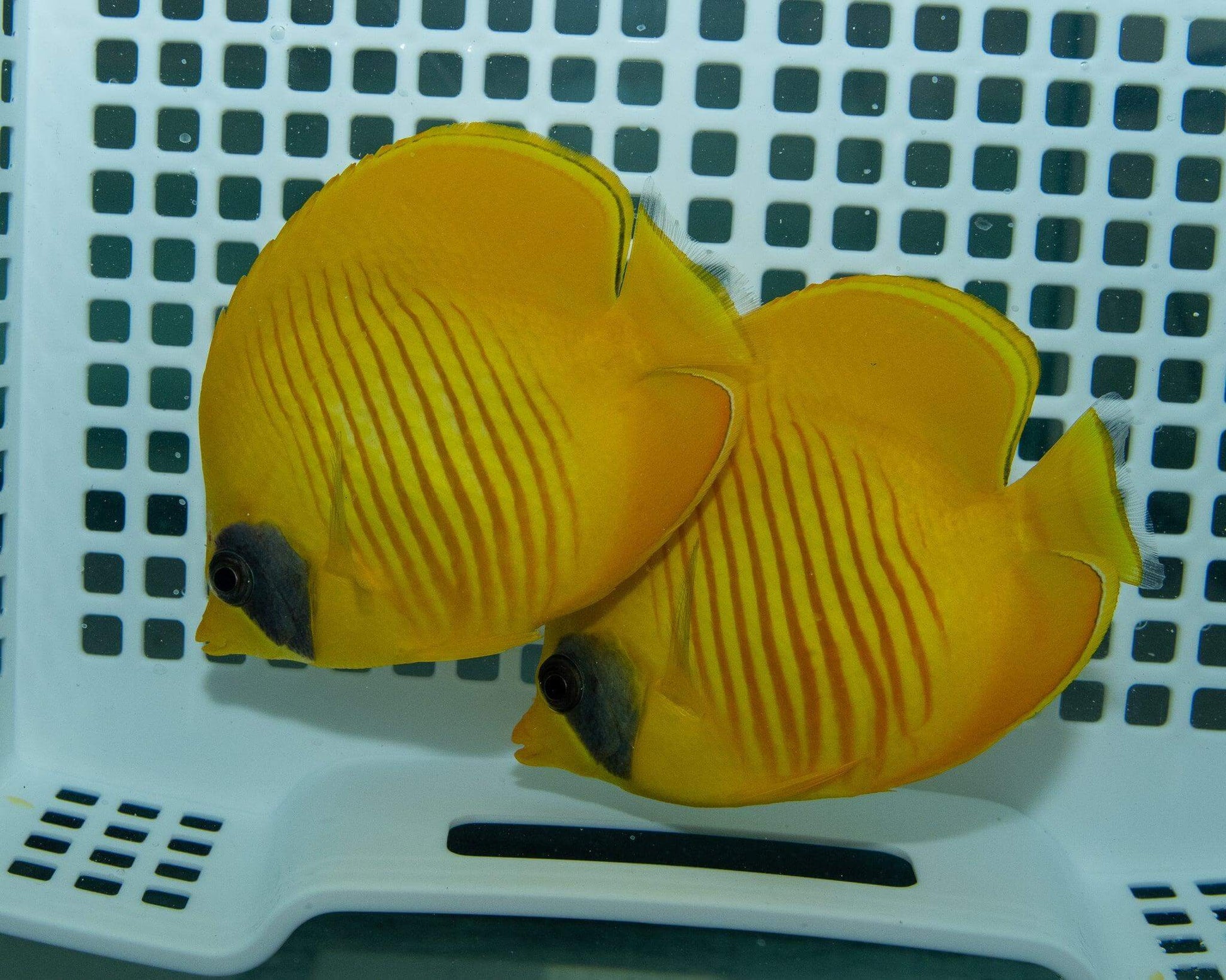 Pair of Golden Butterflyfish - Koral King