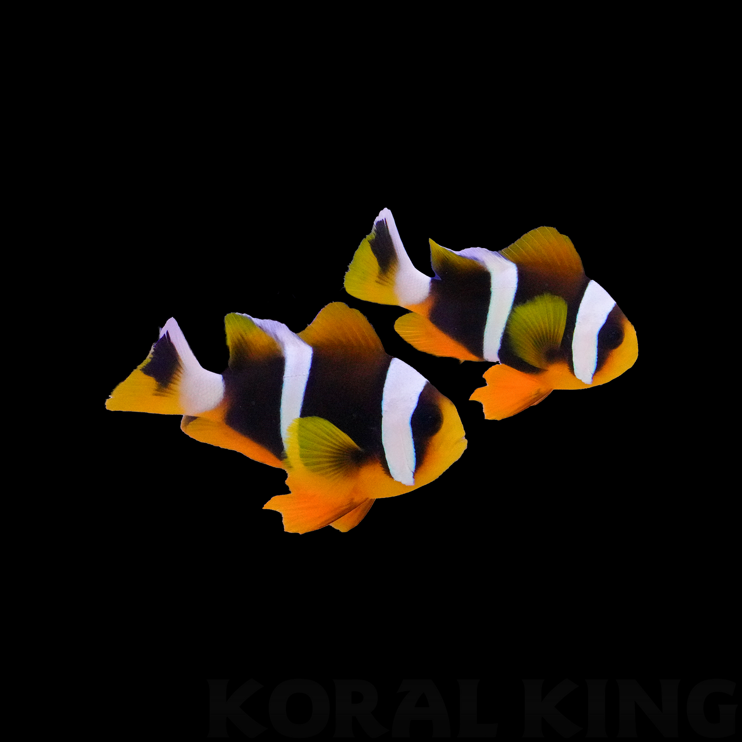 Allardi Clownfish
