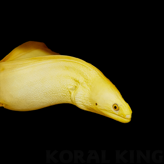 Banana Eel