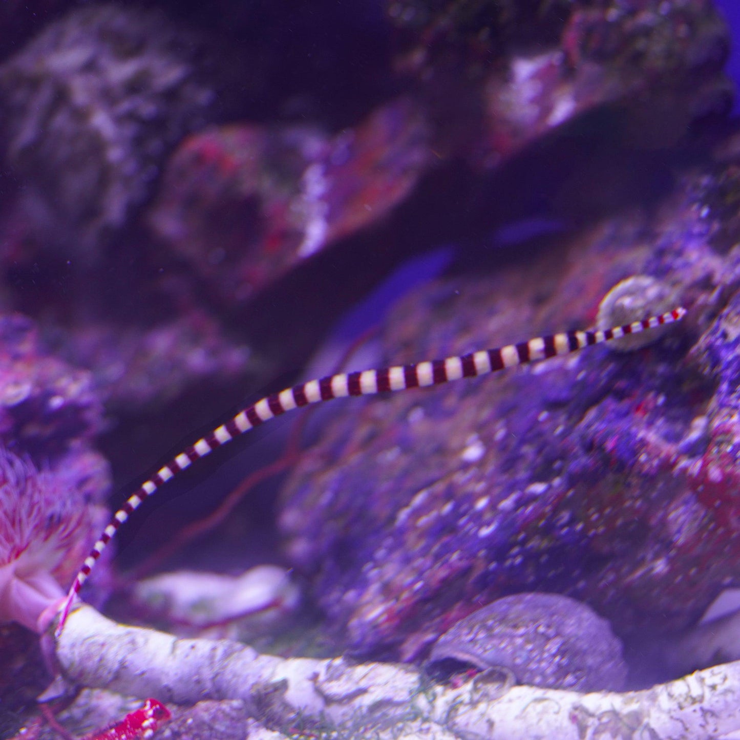 Banded Pipefish - Koral King