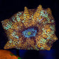 Ultra Leopard Mushroom - Koral King