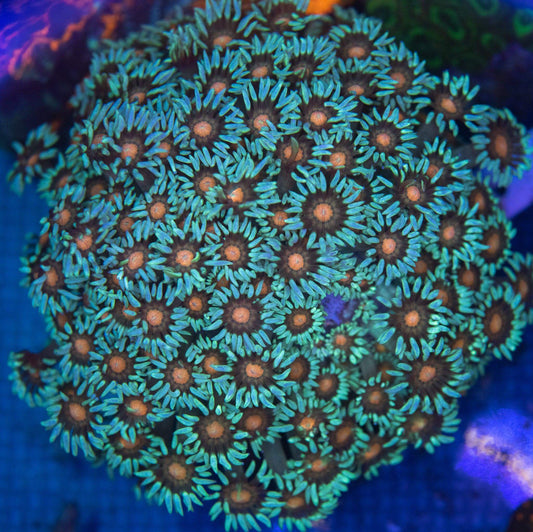 Alien Eyes Goni Colony - Koral King