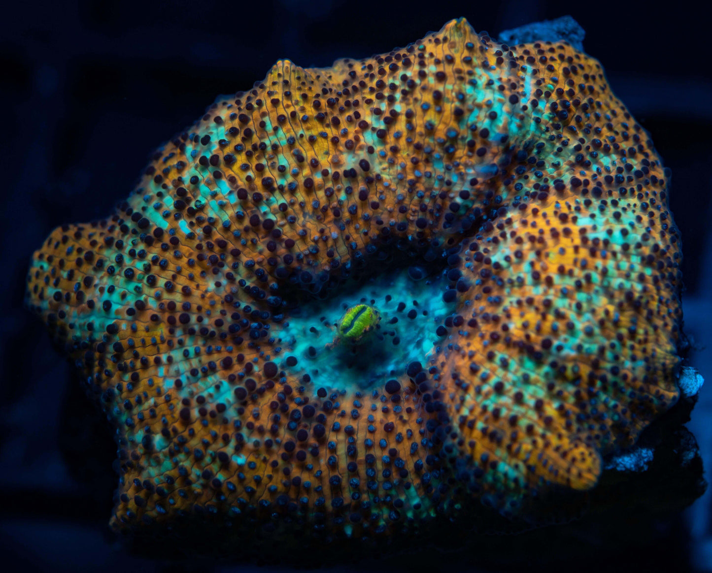 Ultra Leopard Mushroom - Koral King