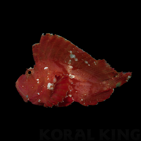 Red Leaf Scorpionfish