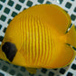 Golden Butterflyfish - Koral King
