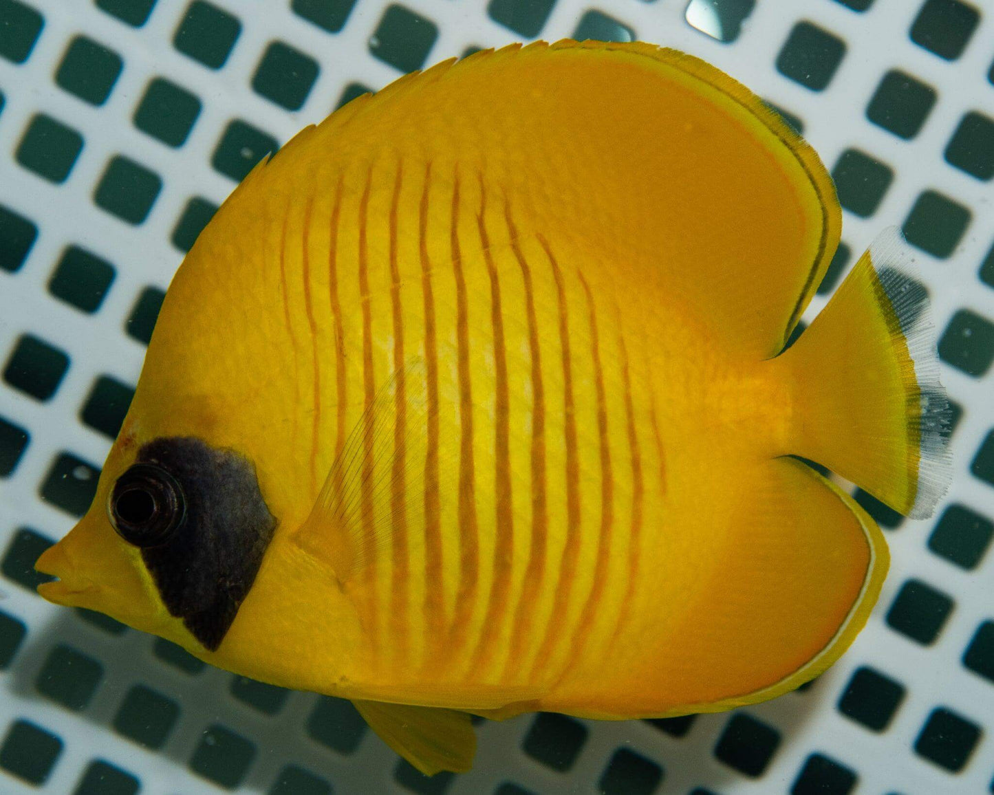 Golden Butterflyfish - Koral King