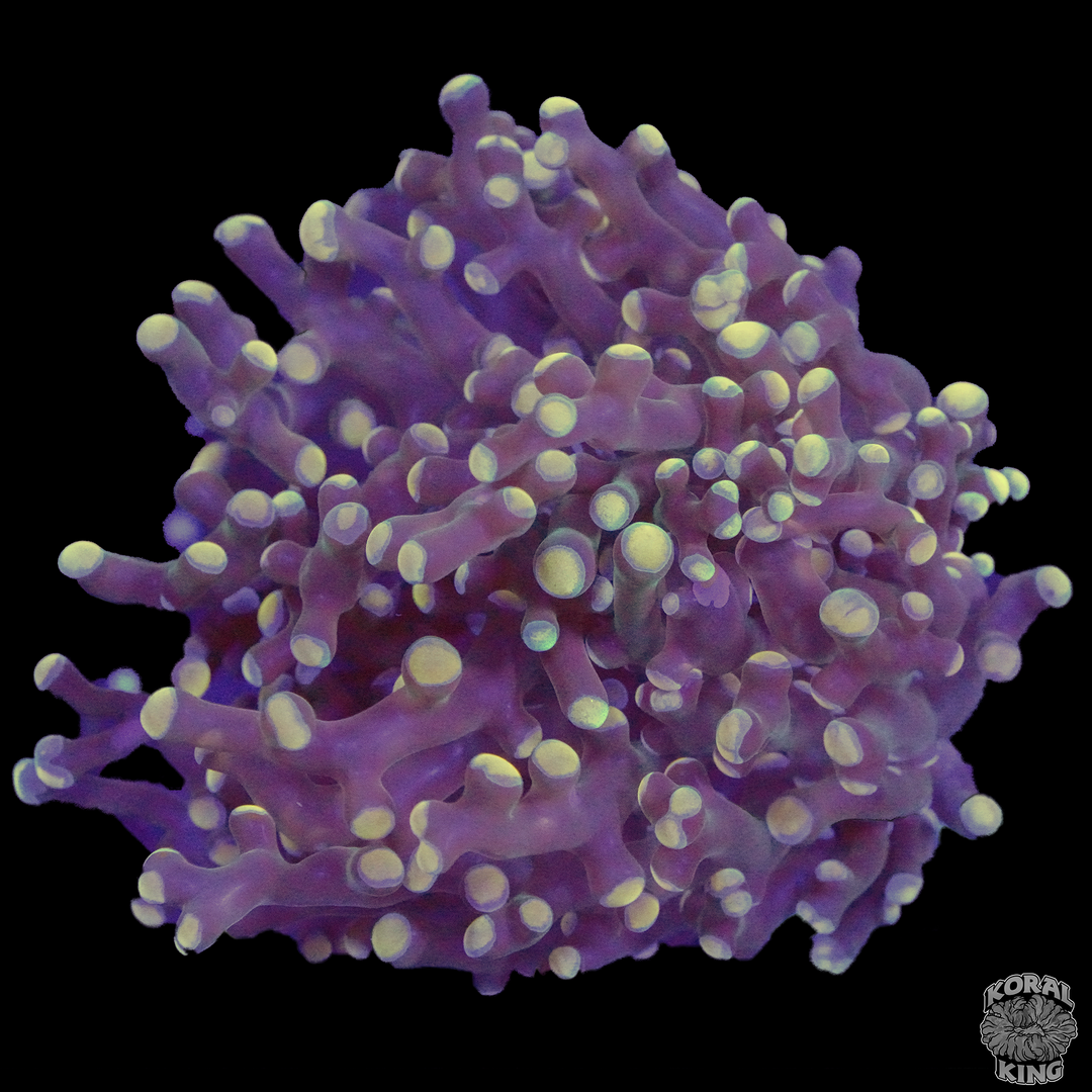 Frogspawn Shape Frogspawn – Koral King