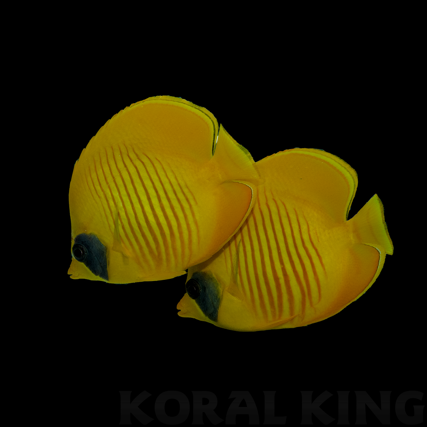 Pair of Golden Butterflyfish