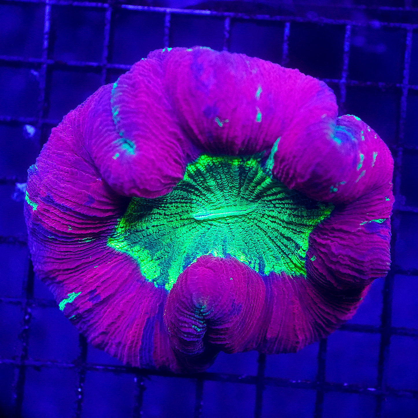 Green Void Brain Coral