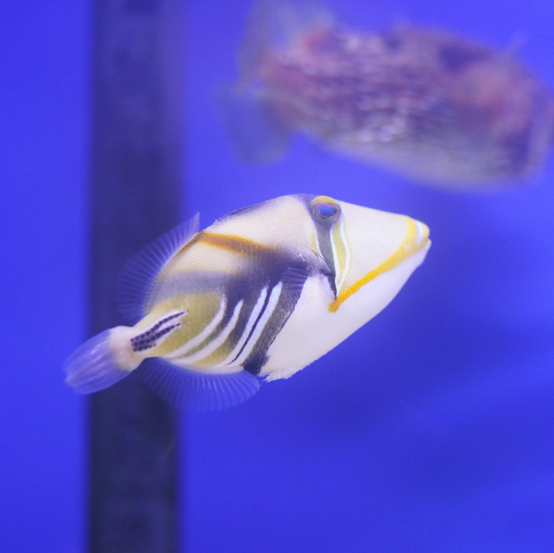 Humu Humu Trigger – Koral King