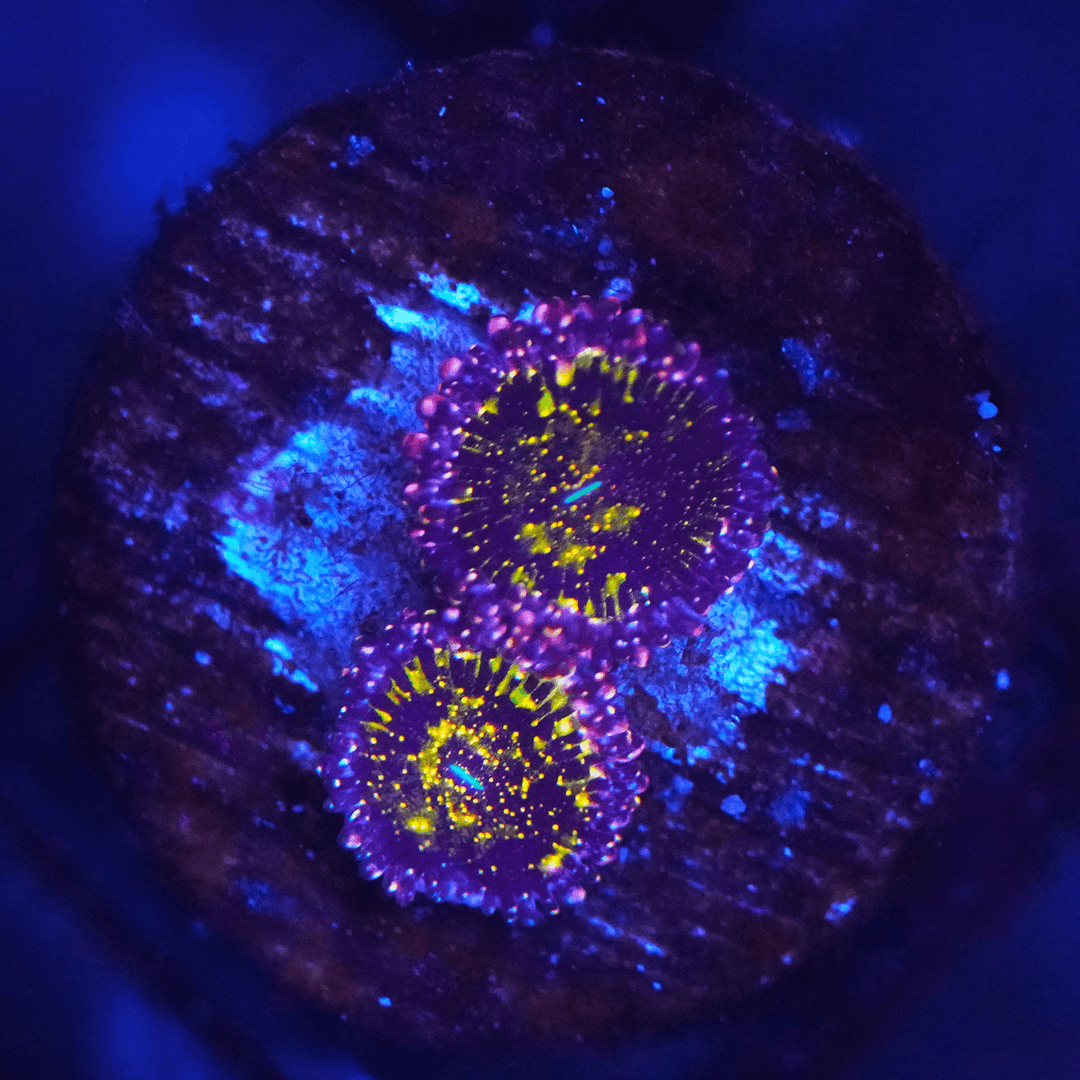 JF Acid Trip Zoa – Koral King