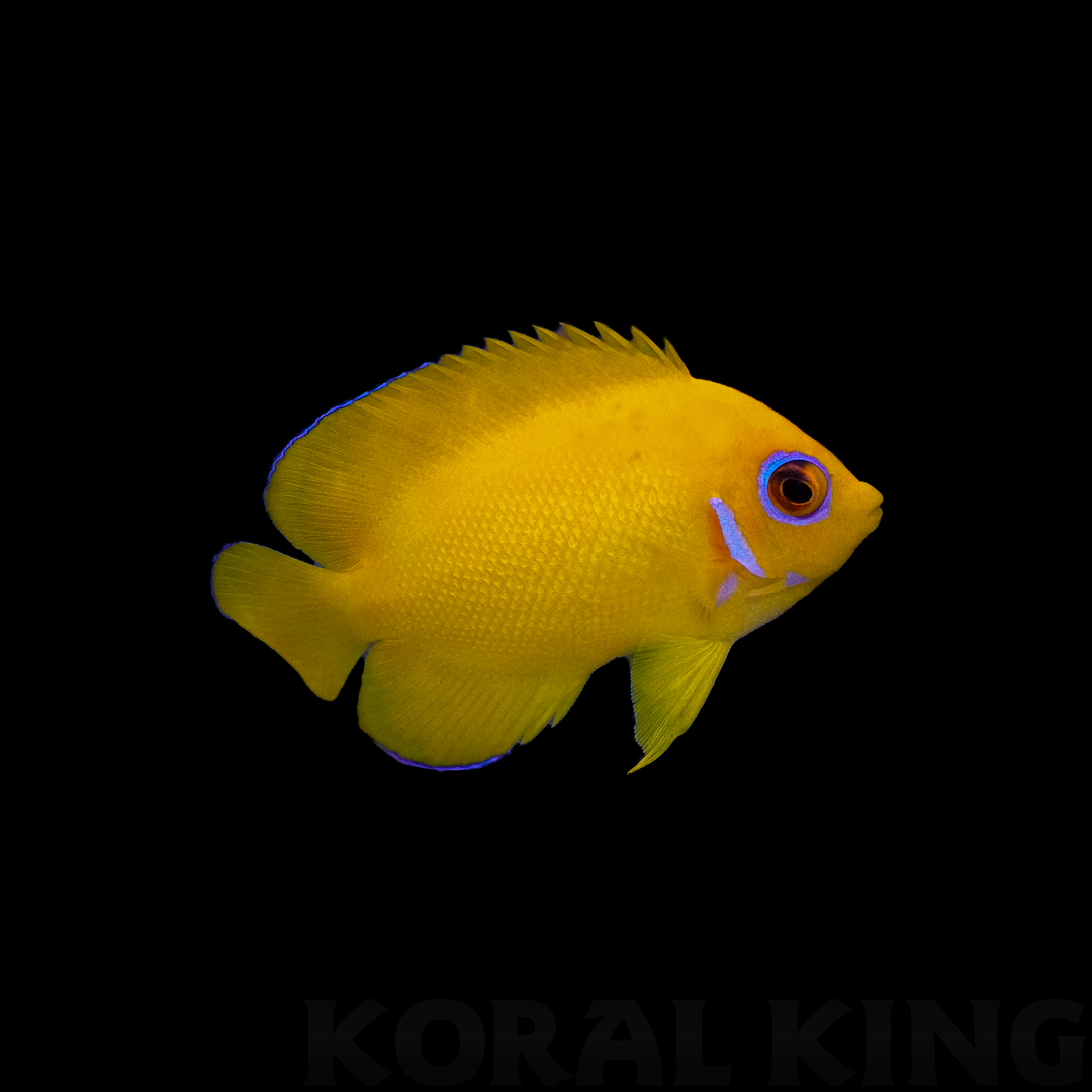 Lemon Peel Angelfish – Koral King