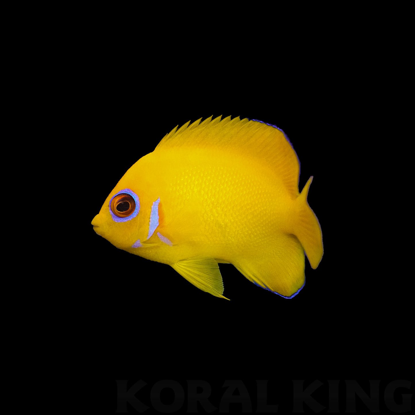 Lemon Peel Angelfish - Koral King